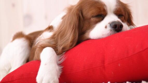 如何预防狗狗的肠胃炎