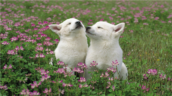 狗狗尿路结石的原因