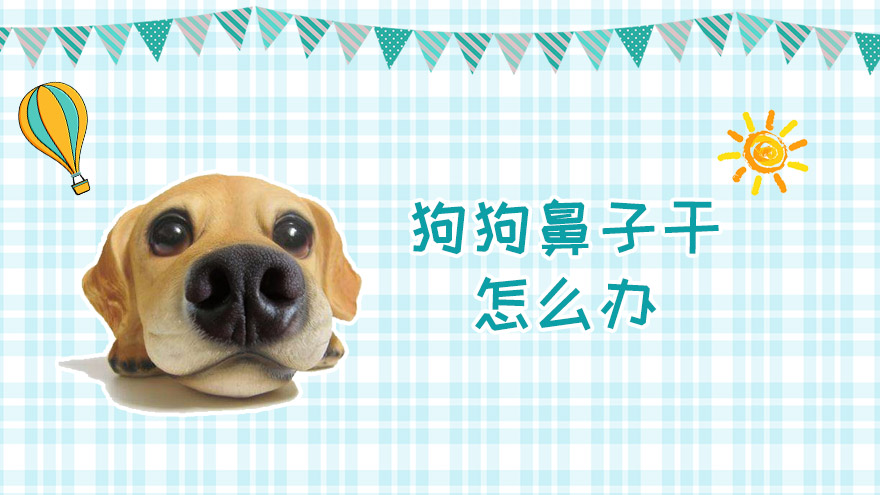 狗狗鼻子干怎么办