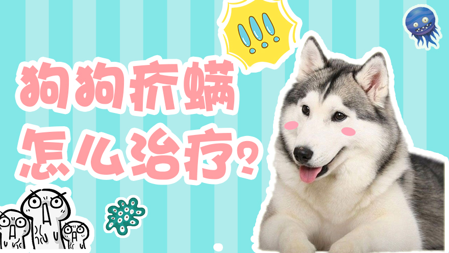 狗狗疥螨怎么治疗