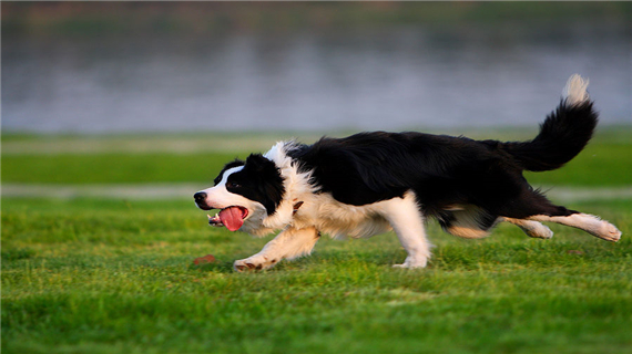 边境牧羊犬的步伐训练