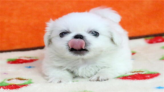 京巴犬的眼睛容易生病吗