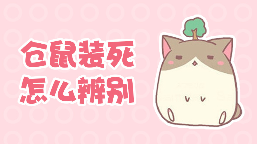 仓鼠装死怎么辨别