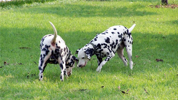 斑点狗常见疾病有哪些