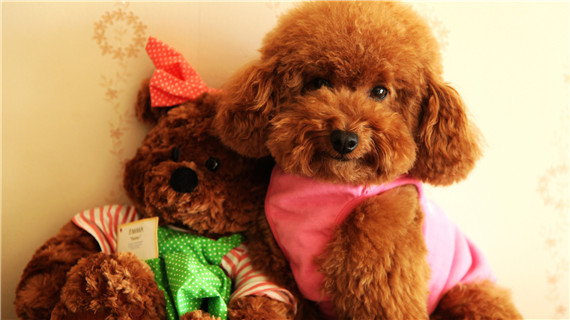 泰迪肛门腺的护理