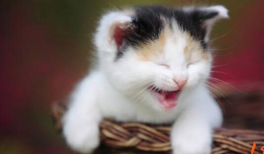 犬猫的蛔虫病是什么病