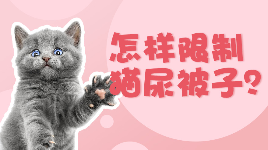 怎样限制猫尿被子
