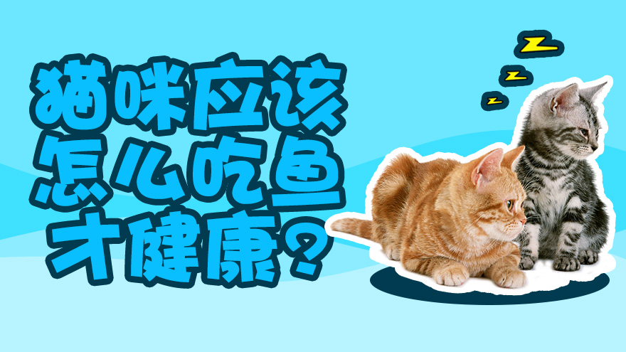 猫咪应该怎么吃鱼才健康
