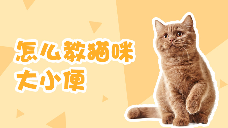 怎么教猫咪大小便