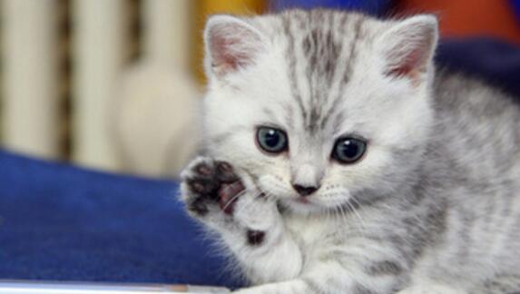 冬季跟猫咪一起睡可以吗