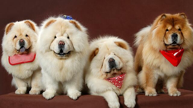 狗狗穿衣服有什么坏处吗