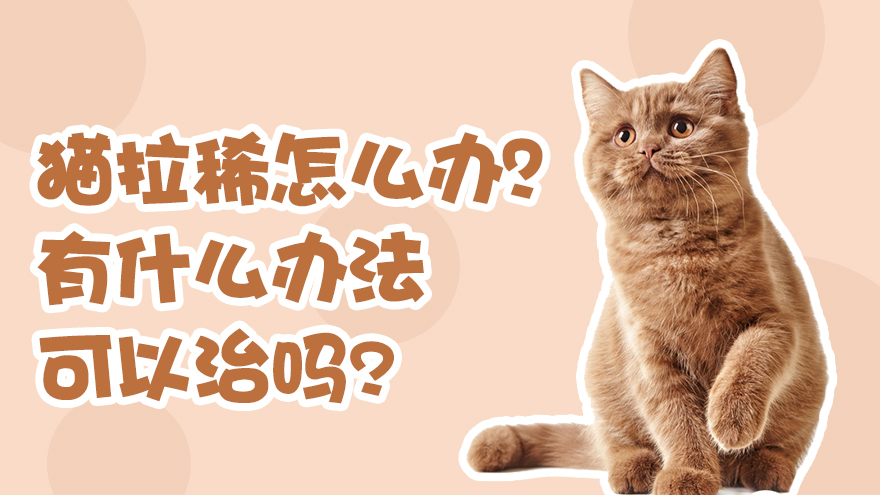 猫拉稀怎么办有什么办法可以治吗