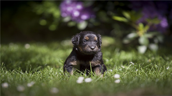 如何通过狗狗便便观察狗狗的健康