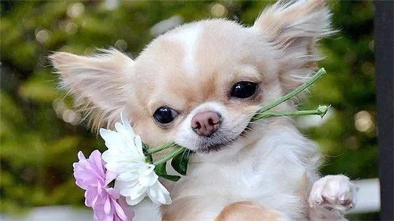 带吉娃娃出门要注意哪些问题