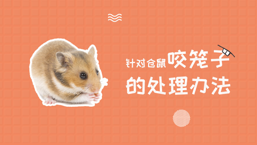 针对仓鼠咬笼子的处理办法