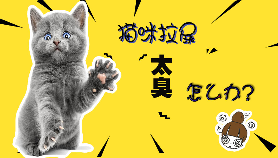 猫拉屎太臭怎么办