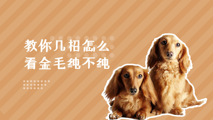 教你几招怎么看金毛纯不纯