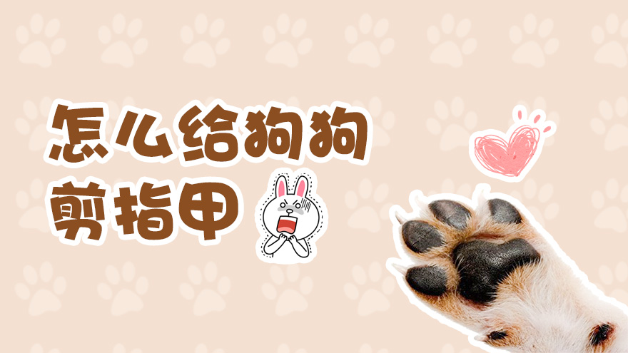 怎么给狗狗剪指甲