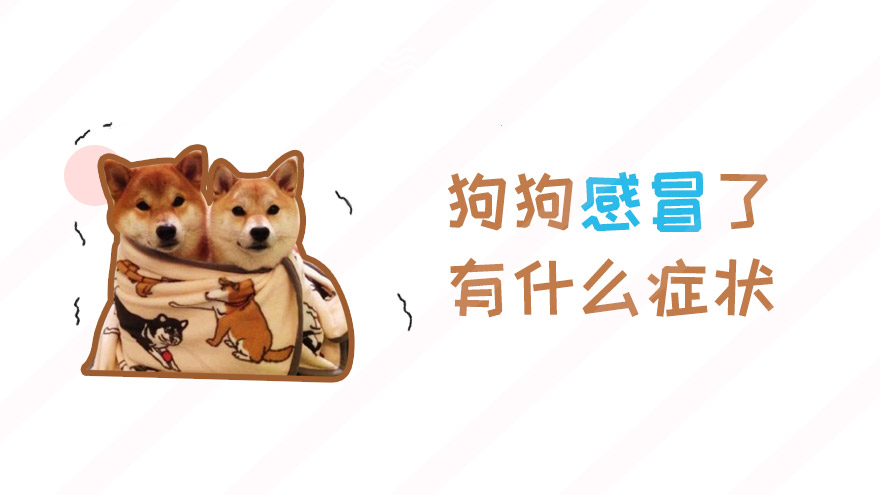 狗狗感冒了有什么症状