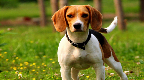 比格犬有哪些常见疾病