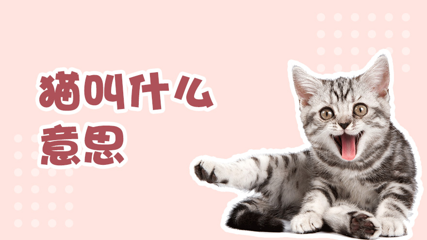 猫叫是什么意思