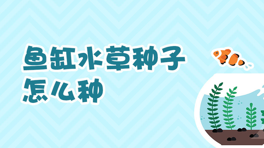 鱼缸水草种子怎么种
