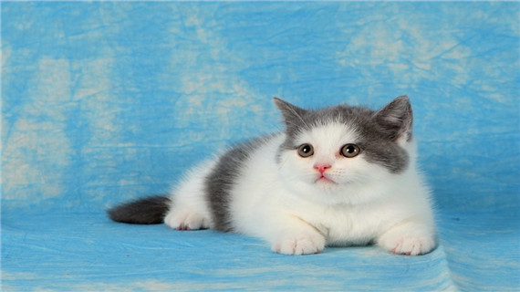 英国短毛猫有哪些遗传疾病