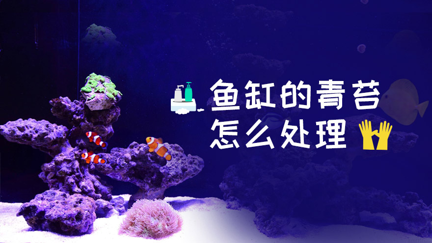 鱼缸的青苔怎么处理