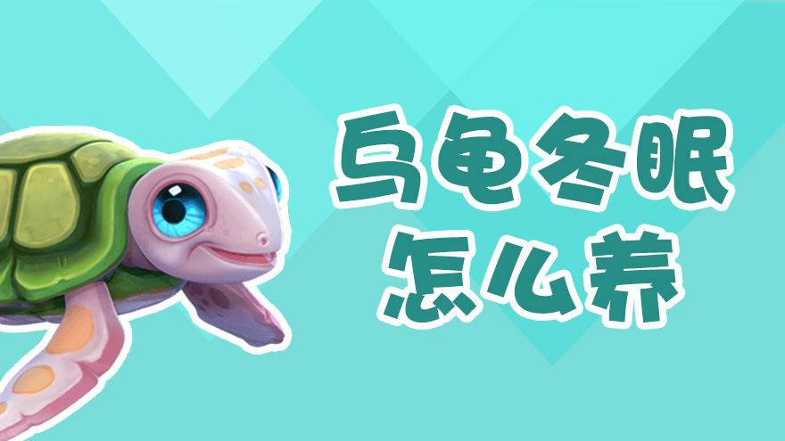 乌龟冬眠怎么养