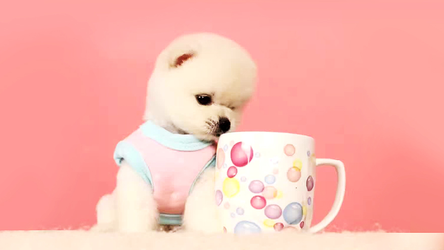 茶杯犬