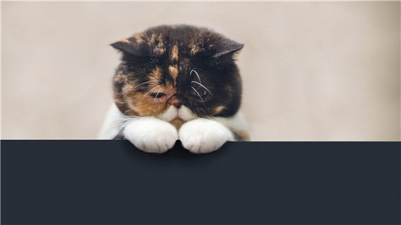 如何预防猫抓热