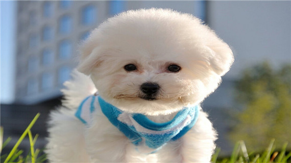 比熊狗啃骨头有什么好处