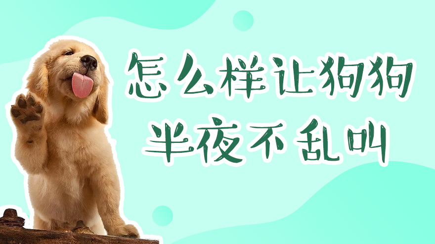 怎么样让狗狗半夜不乱叫