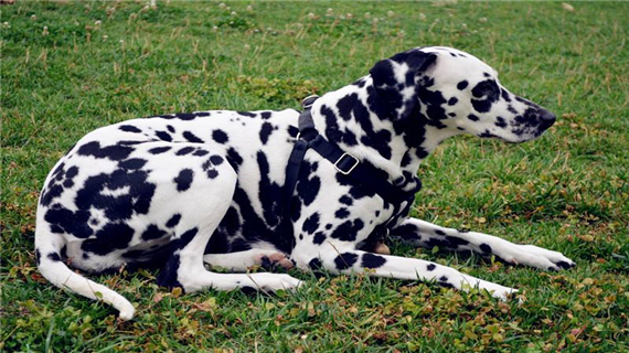 斑点狗有皮肤病怎么办