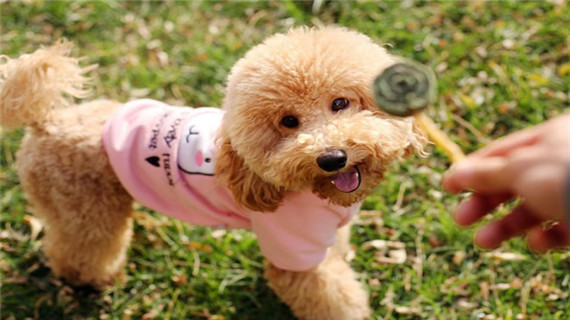 被泰迪犬咬伤怎么办