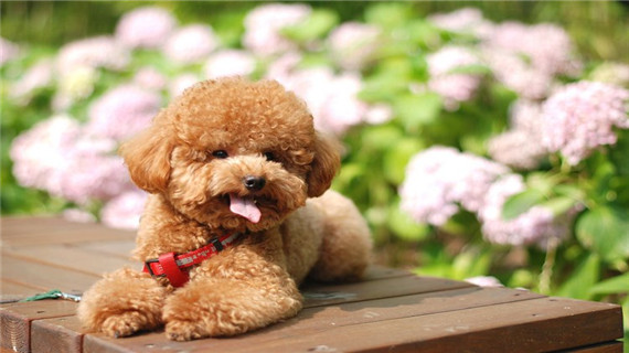 如何给贵宾犬洗澡