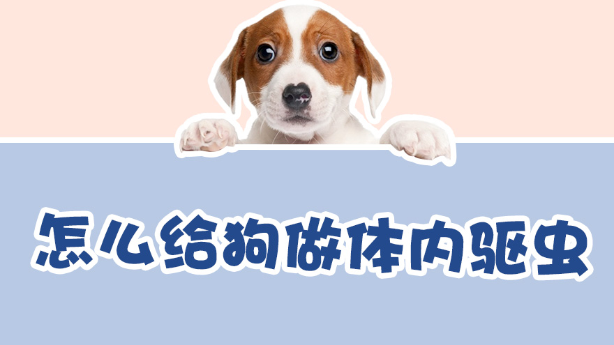怎么给狗做体内驱虫