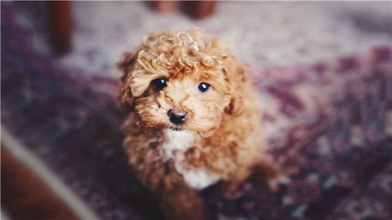 泰迪犬如何喂食