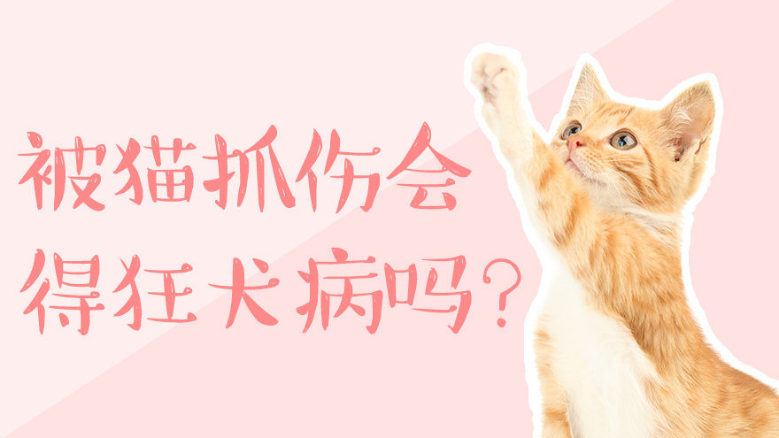 被猫抓伤会得狂犬病吗