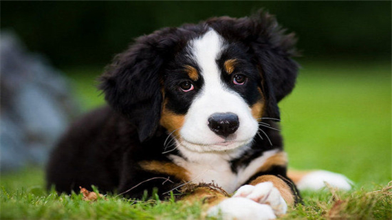 伯恩山犬不良行为的矫正方法