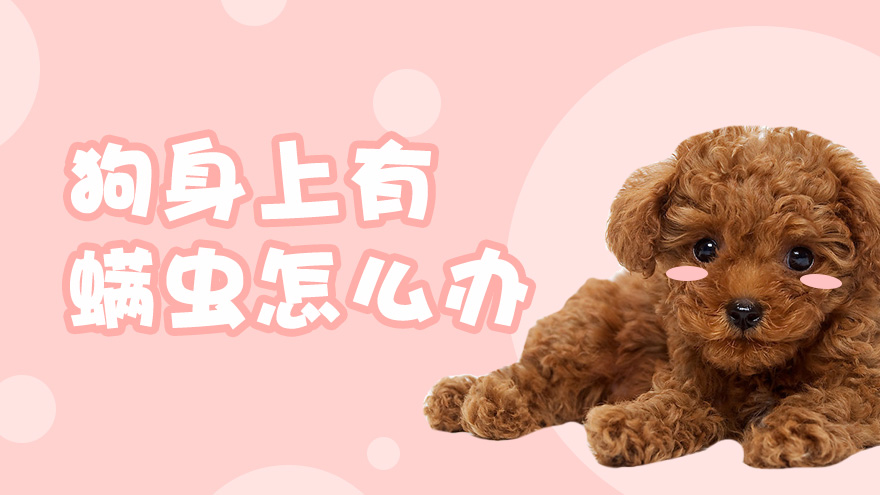 狗身上有螨虫怎么办