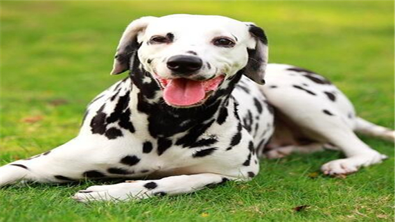 斑点狗的眼睛如何保养