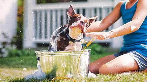 狗狗常见的皮肤病