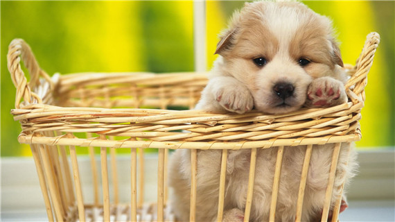 如何清除宠物身上的蜱虫呢