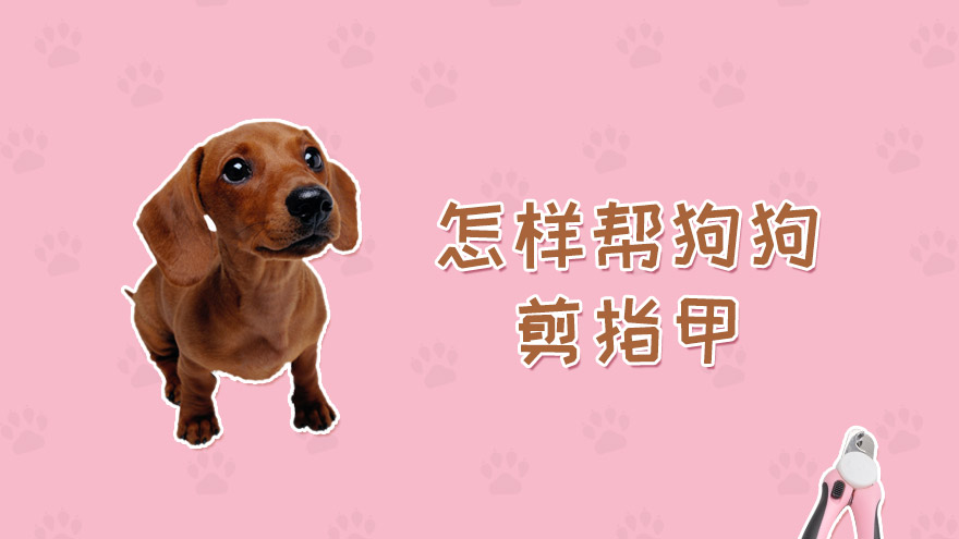 怎样帮狗狗剪指甲