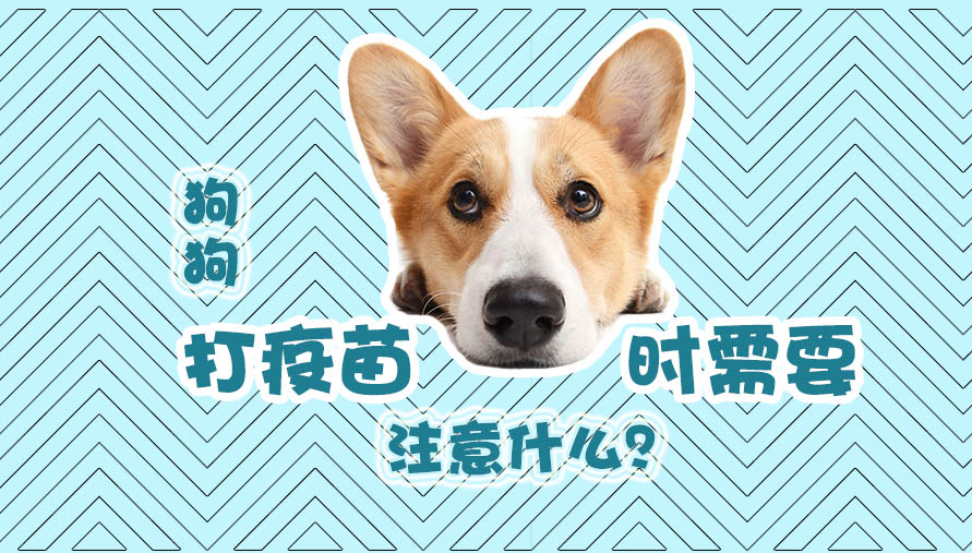 狗狗打疫苗时需要注意什么