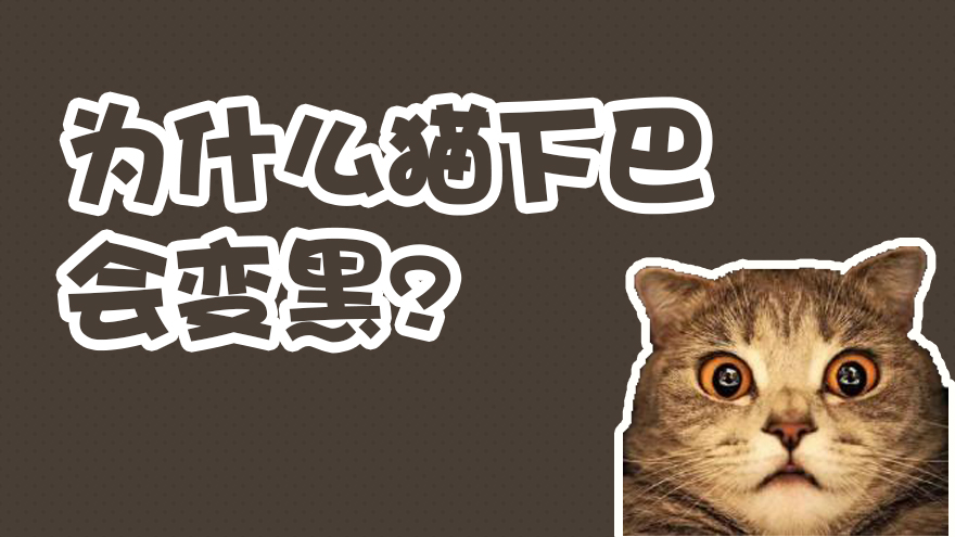 为什么猫下巴会变黑