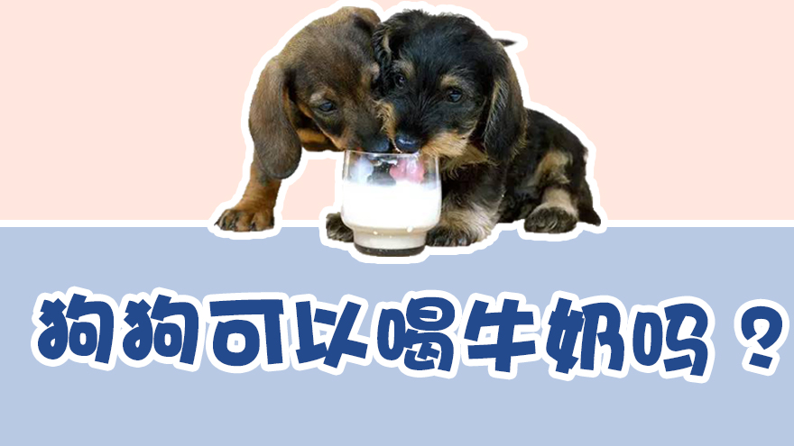 狗狗可以喝牛奶吗