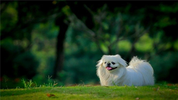 京巴狗的最佳训练时间