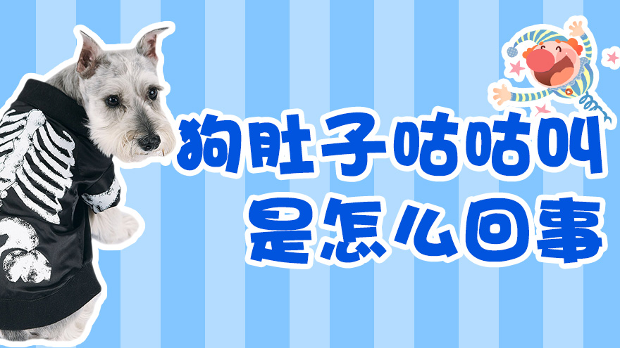 狗肚子咕咕叫是怎么回事 狗肚子响是生病了吗